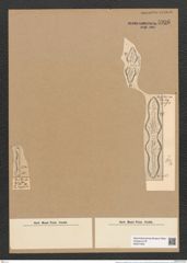 Plagiogramma neogradense Pant. (de-Toni-Nr.: Genus 83, Species 2945) Zeichnungen Sammlung Grunow Nr. 5936 (NHMW-BOT-W0374405)